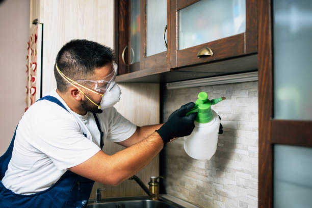 Best Wasp Removal Services  in Benton Park, CA